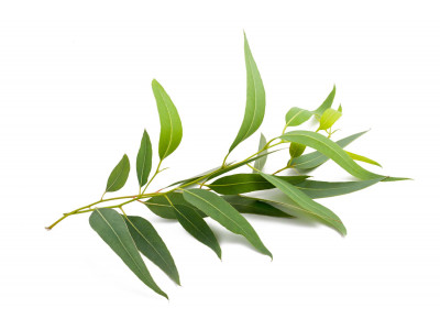 Eucalyptus Officinale