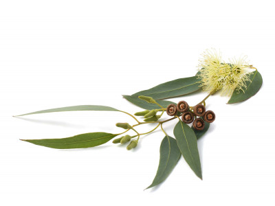 Eucalyptus Smithii